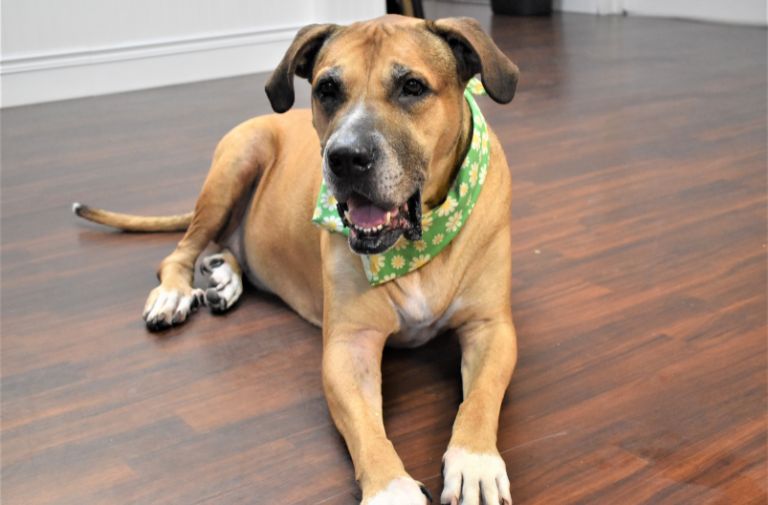 Pets | Sigmund - A Friendly Gentleman