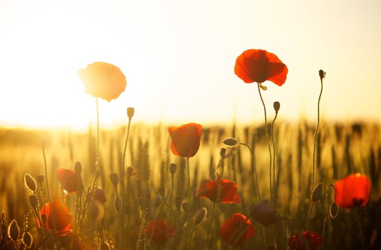 Photo via Pixabay.
