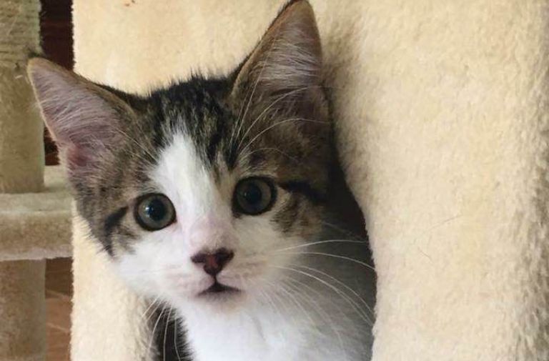 The Best Animal Rescue in Broward Goes to...