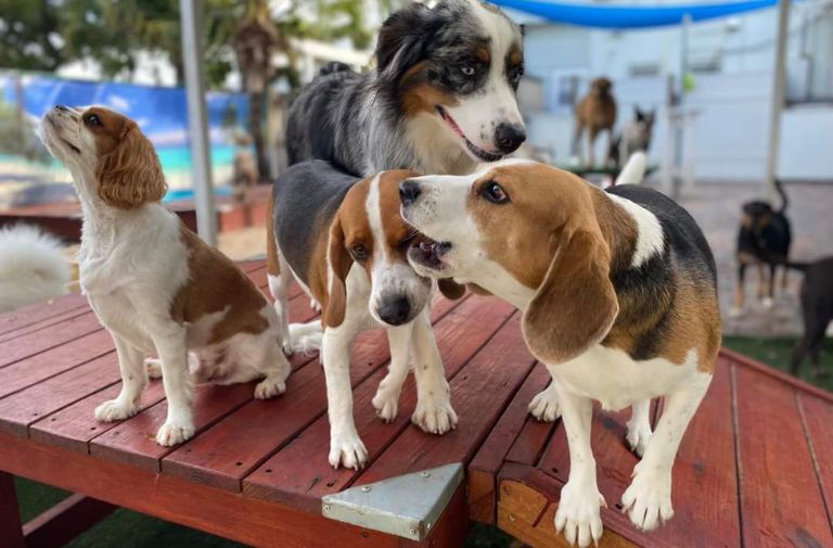 The Best Pet Groomer Goes to...