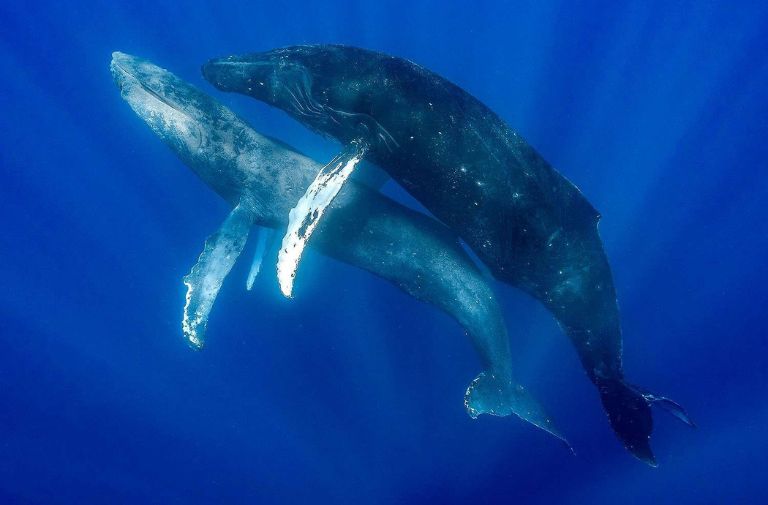 Two Male Humpback Whales Photographed Having Sex