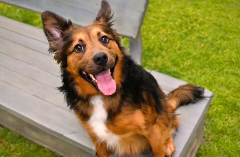 Pets | Thor: An Active, Fun-loving Dog