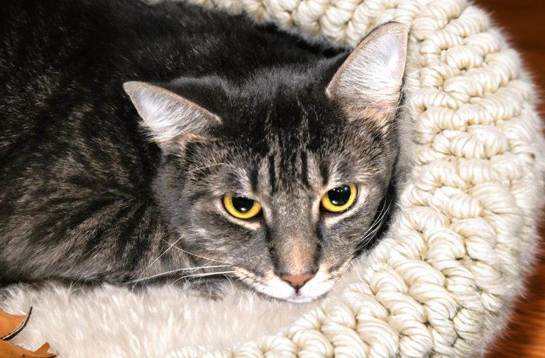 Pets | Larry: Outgoing, Fearless and Curious