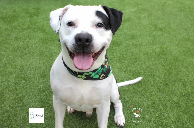 Pets | Ghost: An Affectionate Cuddle Bug