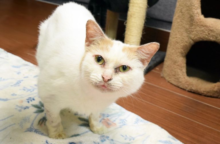 Pets | Cooper: A Handsome, Playful Boy