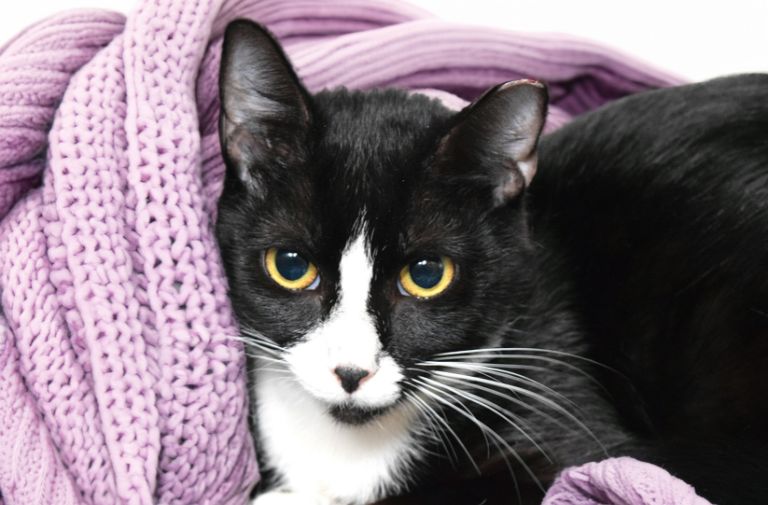Pets | Topaz: I'm Good with Small Dogs and Kids