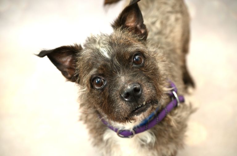 Pets | Big Mac: I'm Playful and Love Kids
