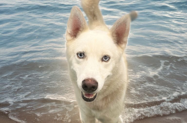 Pets | Guizmo: I'm Friendly and Love to be Outdoors