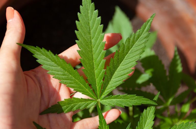 Wilton Drive May Soon Get Its First Dispensary as The Flowery Seeks City Approval
