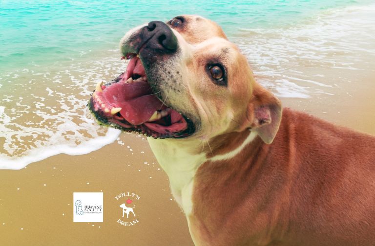 Pets | Ziggy: I'm Friendly and Enjoy Getting Lots of Pets