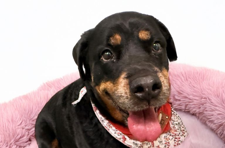 Pets | Lucy: I Am Loyal and Loving