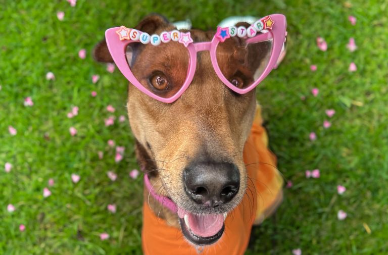 Ambar via The Humane Society of Broward County.