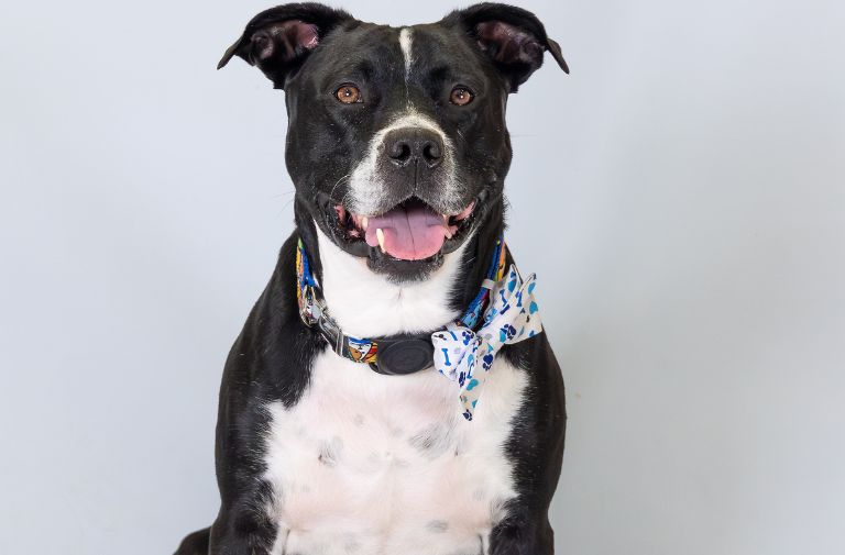 Courtesy of the Humane Society of Broward County.