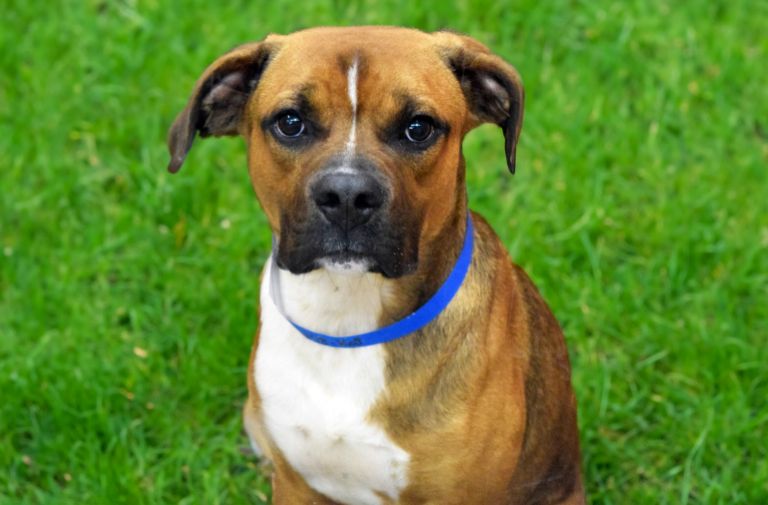 Pets | Kai: I'm Playful and Curious