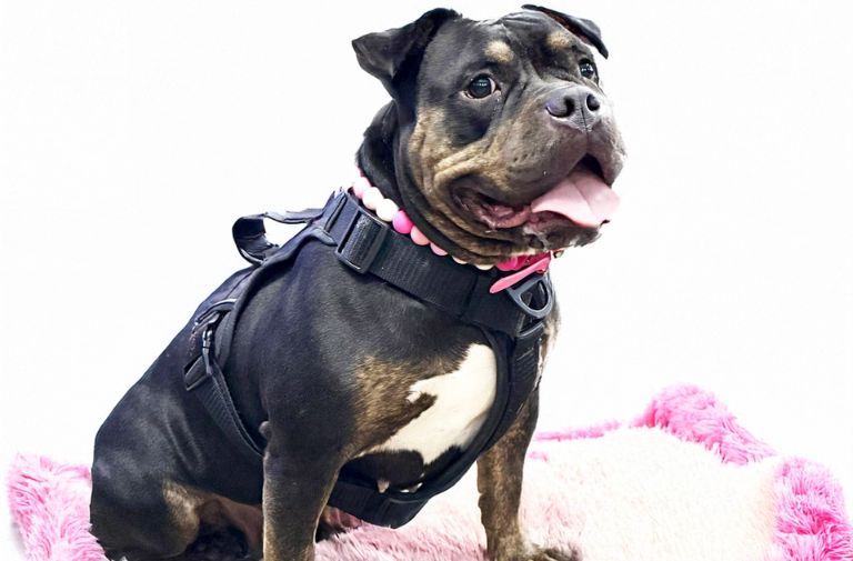 Pets | Poppy: I'm Affectionate and Cute - Out South Florida