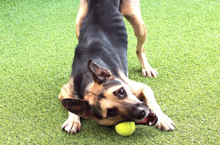 Pets | Aires: I'm Super Friendly and Affectionate