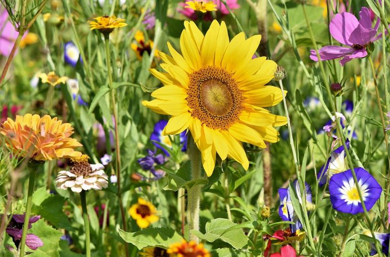 How to Choose Reliable and Authentic THCA Flower Online?