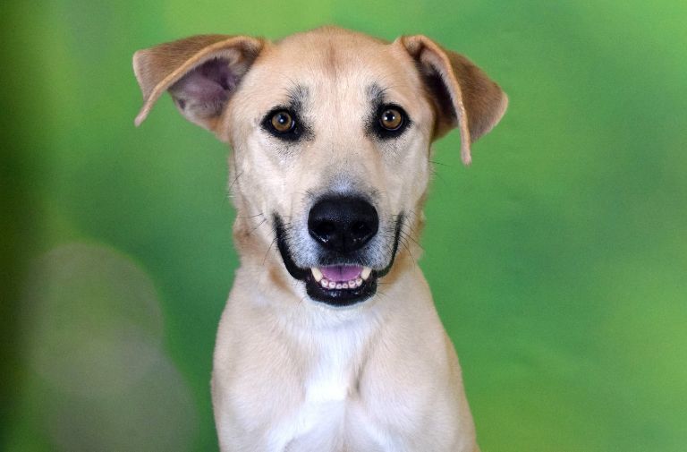 Pets | Atlas: A Gentle, Friendly Puppy