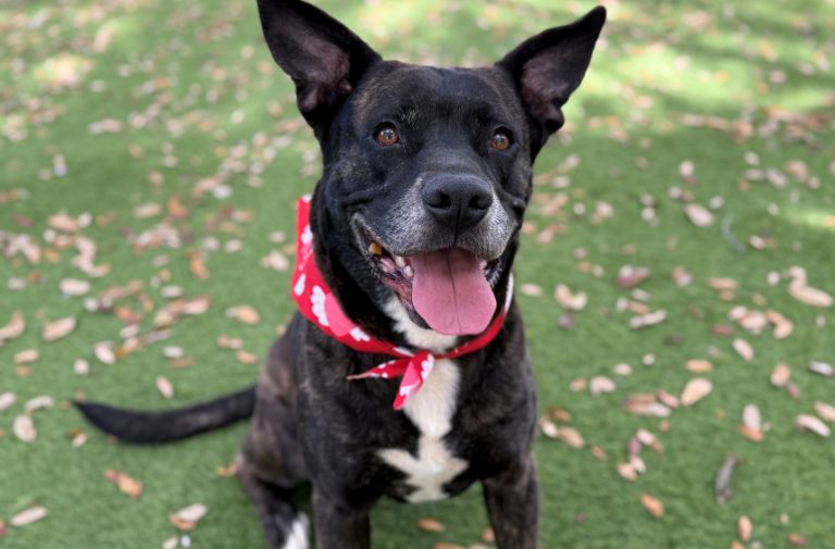 Pets | Scout: A Handsome Boy