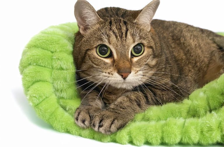 Pets | Gizmo: I Can Be Your Life-long Friend