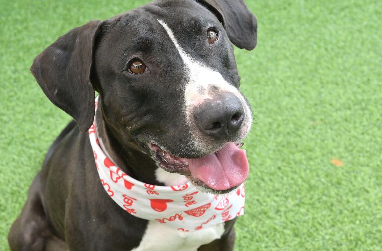 Pets | Goliath: A Giant Sweetheart