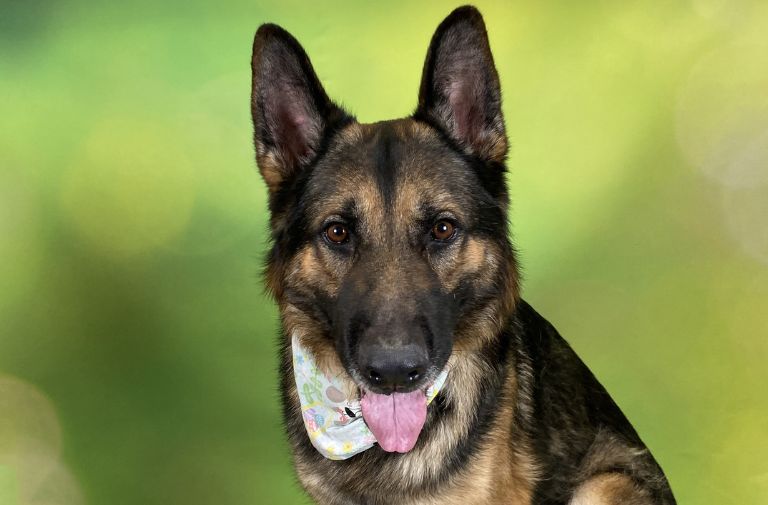 Pets | Cooper: A Gentle Heart