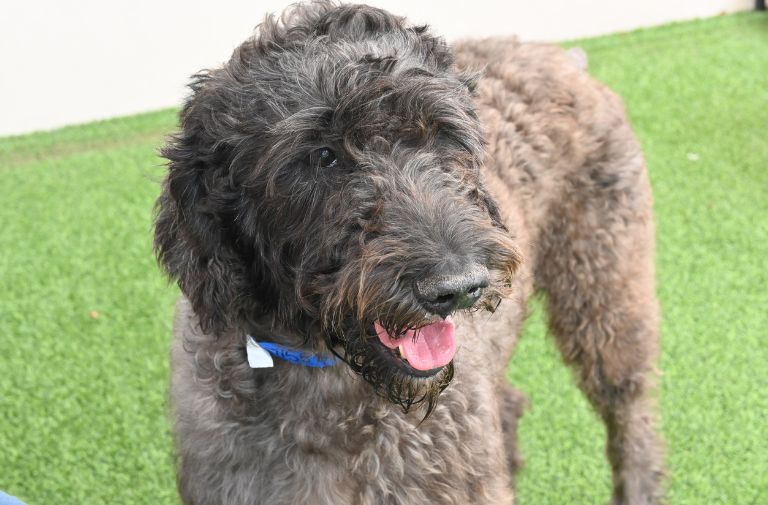 Pets | Draco: A Devoted Friend