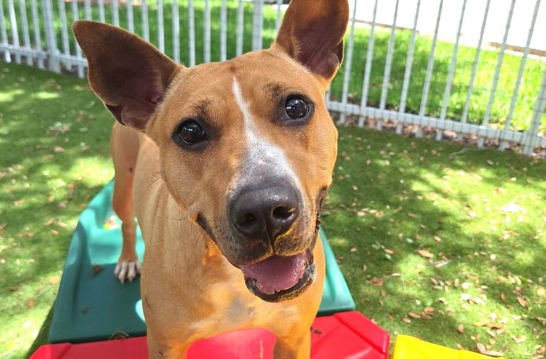 Pets | Francine: An Absolute Sweetheart