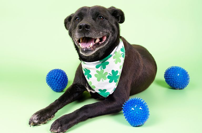 Pets | Sweetheart: A Loyal Companion