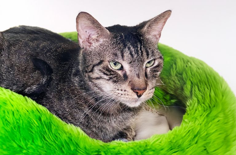 Pets | Tanner: I Am Friendly and Affectionate