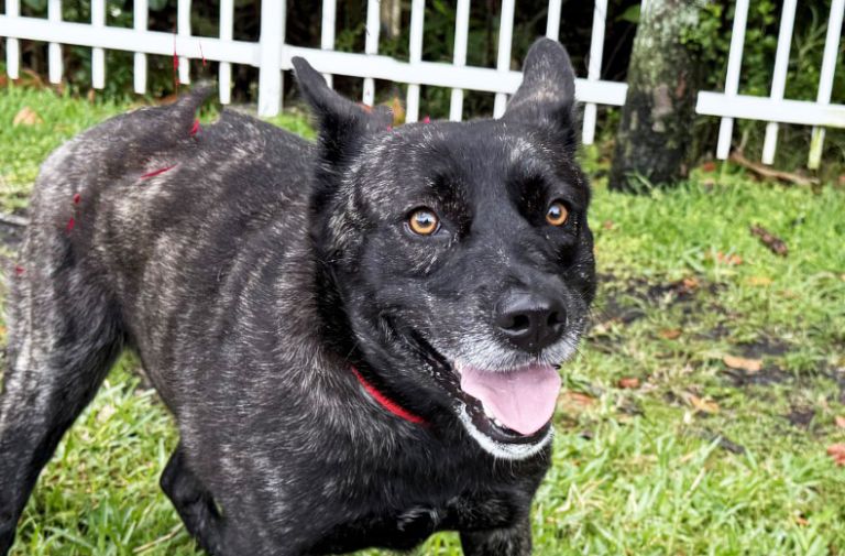 Pets | Princess: I'm a Joy to be Around