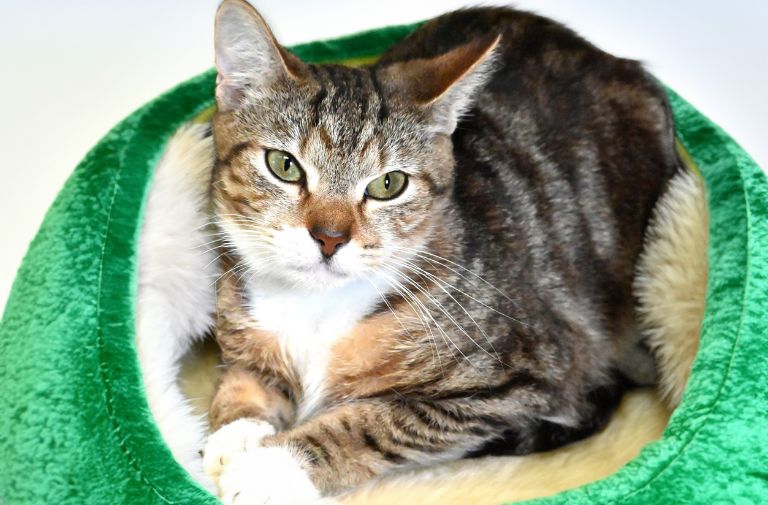 Pets | Pluto: A Handsome Kitty