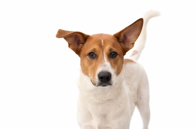 Pets | Caine: I'm Friendly and Get Along with Other Dogs