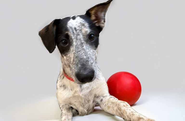 Pets | Nola: Your New Best Friend