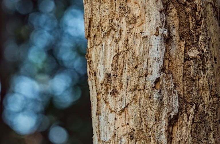What Happens If Termite Damage Was Not Disclosed?