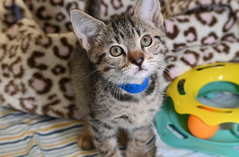 Pets | Dumpling: Cute and Curious