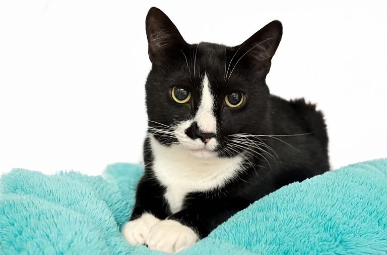 Pets | Otis: A Sweet Big Boy
