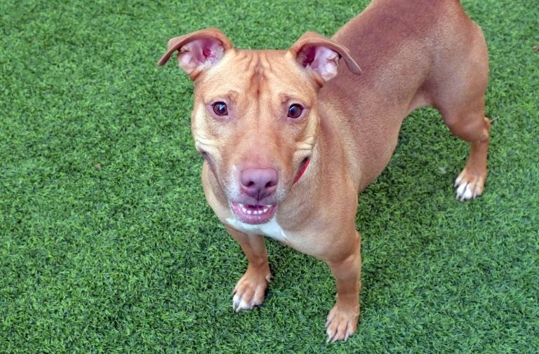 Pets | Mama: I'm Great with Kids and I'm Playful