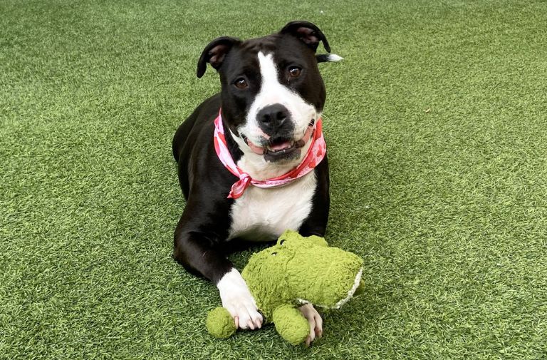 Pets | Patty: A Bubbly, Outgoing Girl