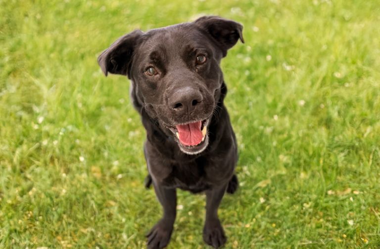 Pets | Barney: A Real Cutie