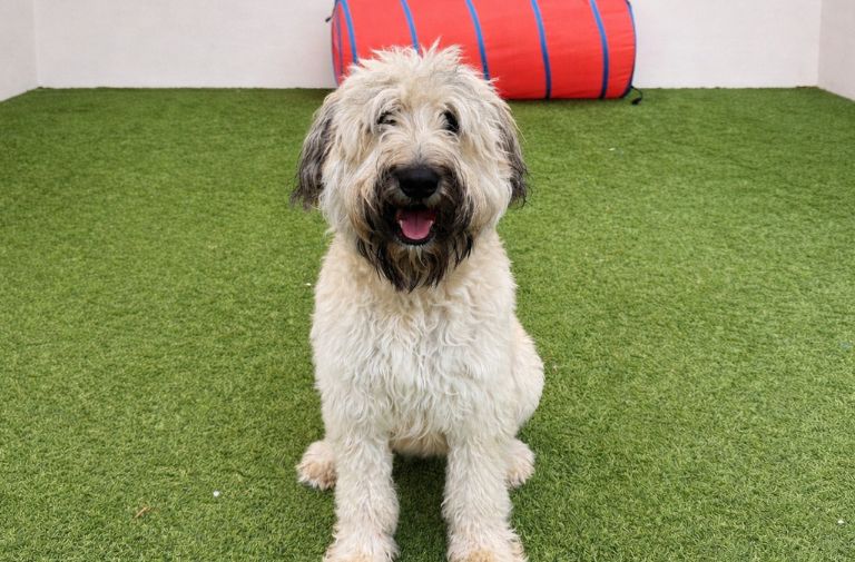 Pets | Willow: I'm Well-trained and Good with Kids