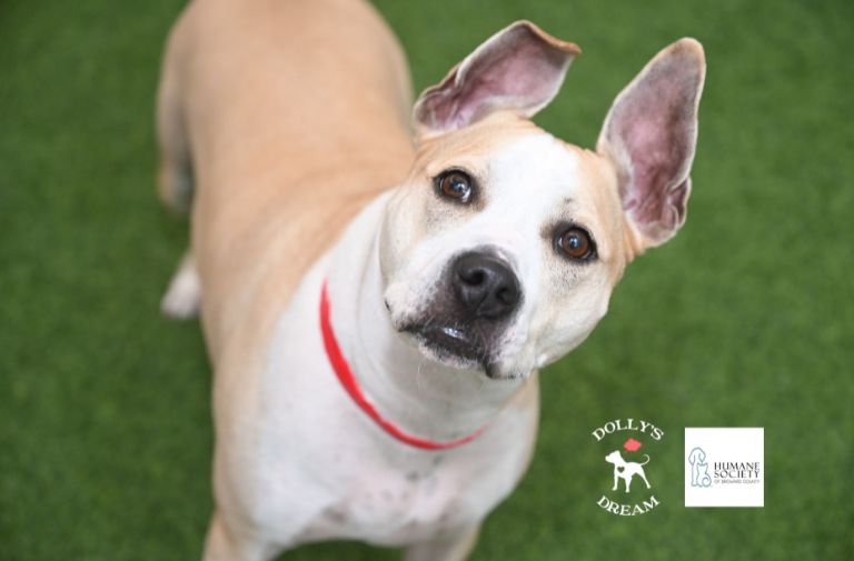 Pets | Doobie: An All-around Fun Girl