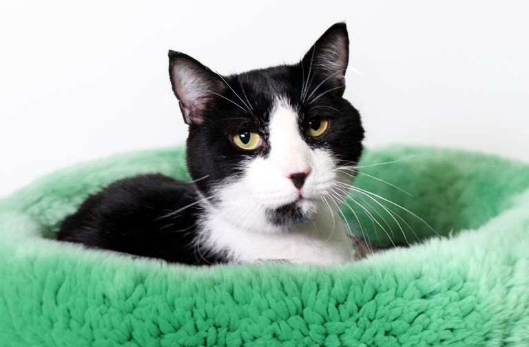 Pets | Junior: A Sweet Boy