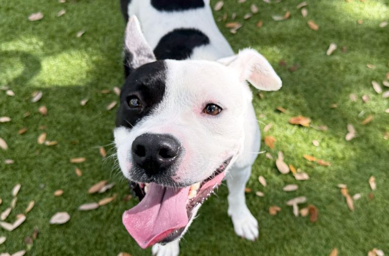 Pets | Michael: I'm Always Thrilled to be Along for the Ride